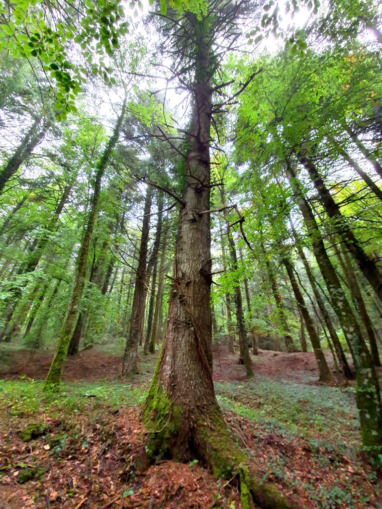 Riserva Naturale di Collemeluccio-Montedimezzo
