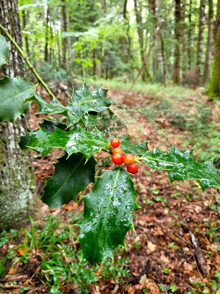 Riserva Naturale di Collemeluccio-Montedimezzo