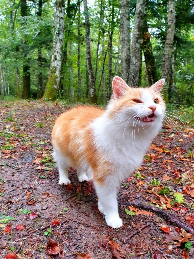 Un gattino nella Riserva Naturale di Collemeluccio-Montedimezzo