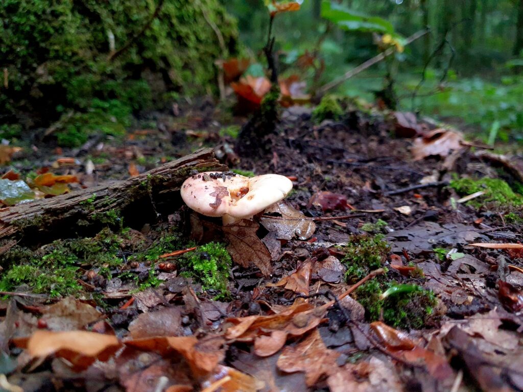 Funghi della Riserva Naturale di Collemeluccio-Montedimezzo