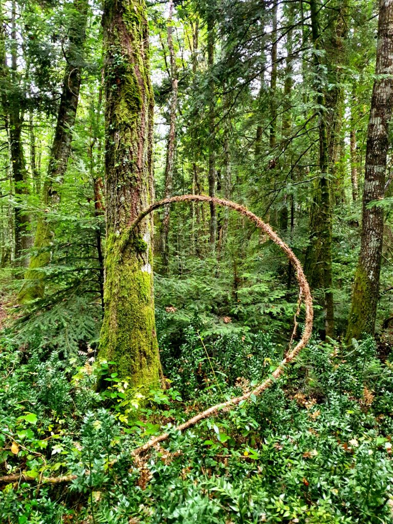 Riserva Naturale di Collemeluccio-Montedimezzo