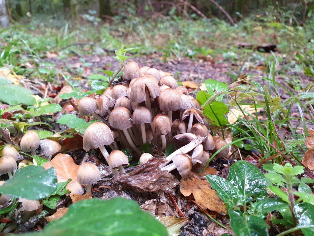 Funghi della Riserva Naturale di Collemeluccio-Montedimezzo