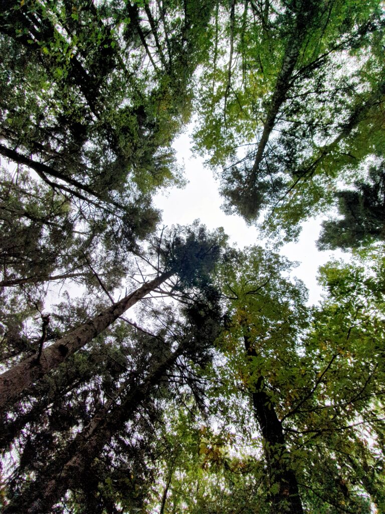 Riserva Naturale di Collemeluccio-Montedimezzo