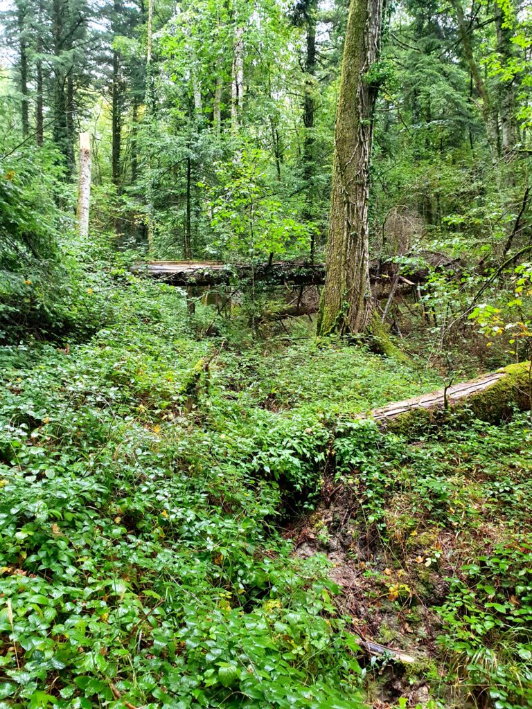 Riserva Naturale di Collemeluccio-Montedimezzo