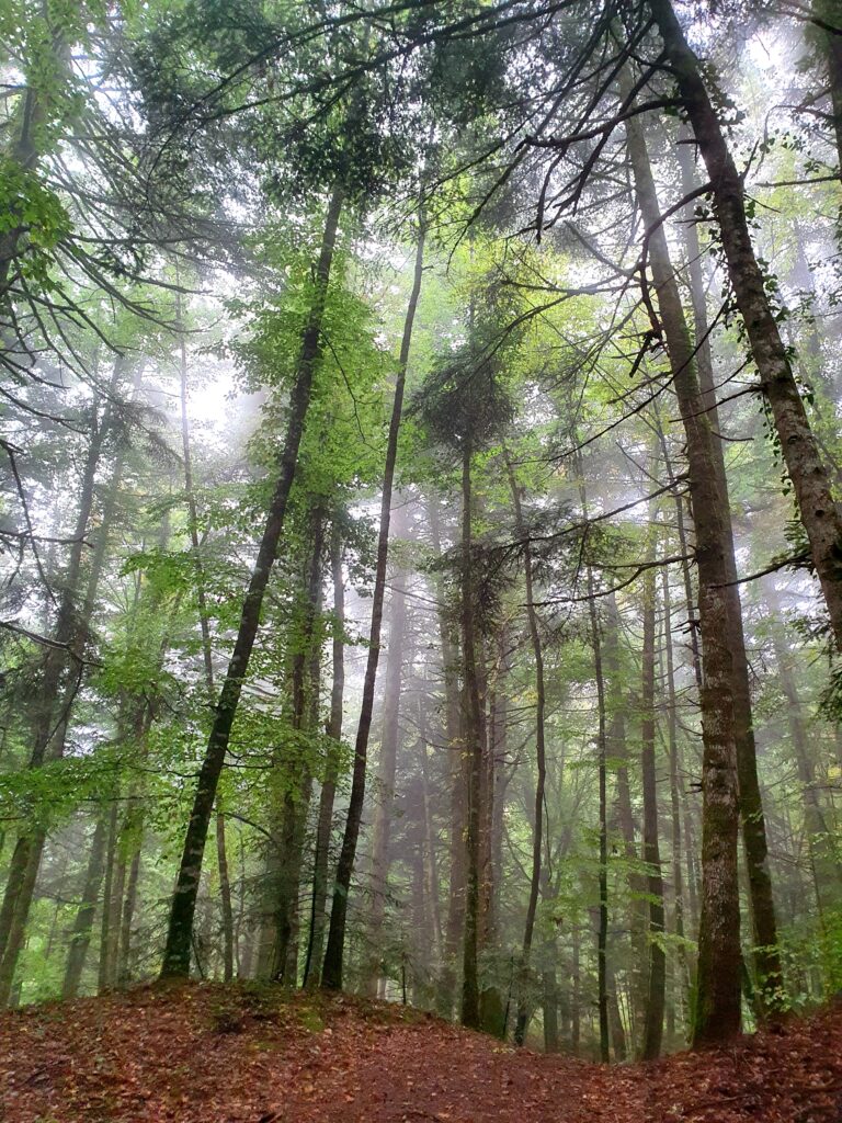 Nebbia tra gli alberi della Riserva Naturale di Collemeluccio-Montedimezzo