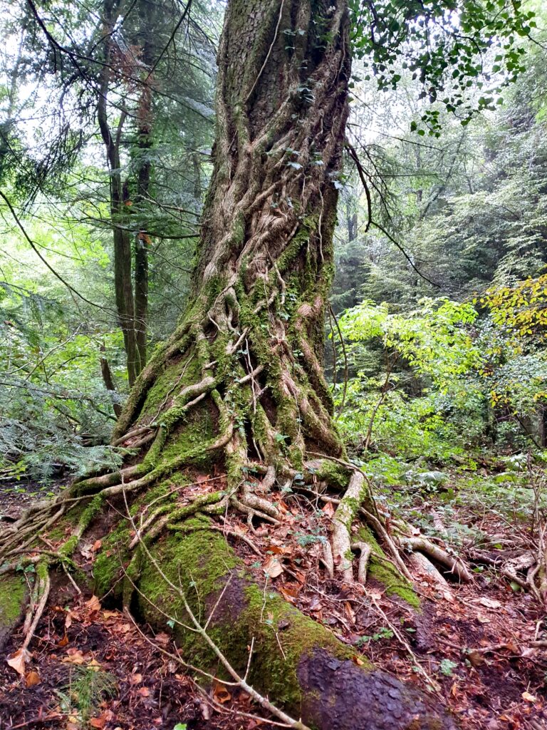 Riserva Naturale di Collemeluccio-Montedimezzo