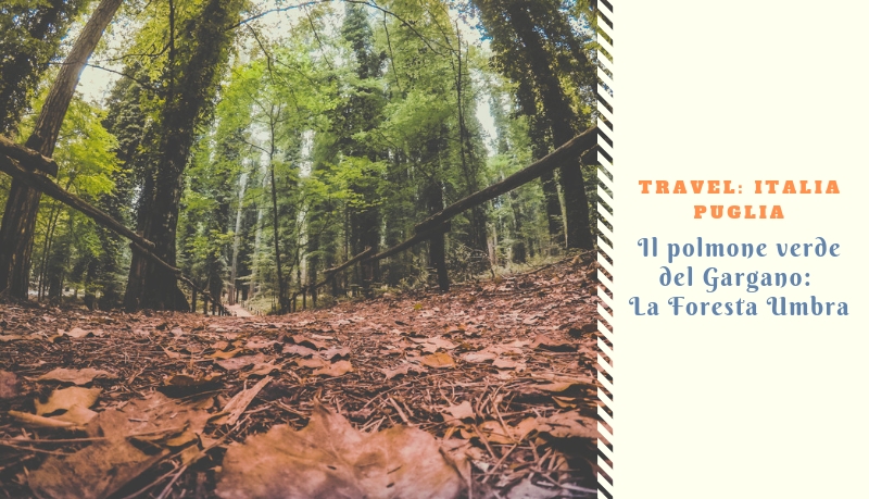 Il polmone verde del Gargano: La Foresta Umbra