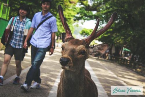 Nara