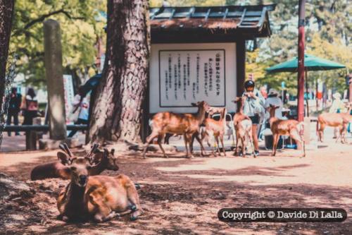 Nara